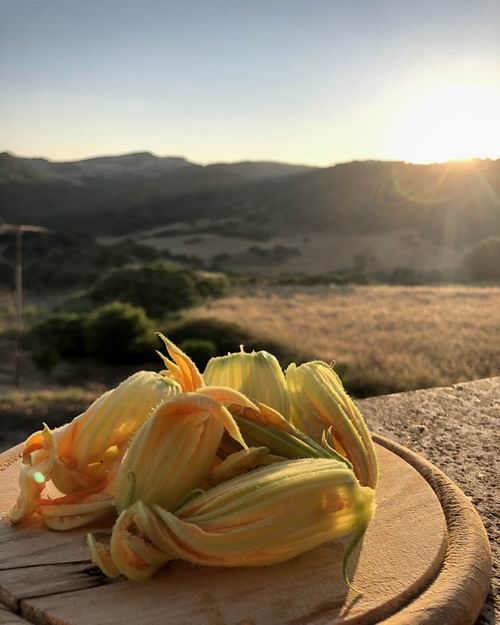 Fattoria didattica a Tergu Sardegna